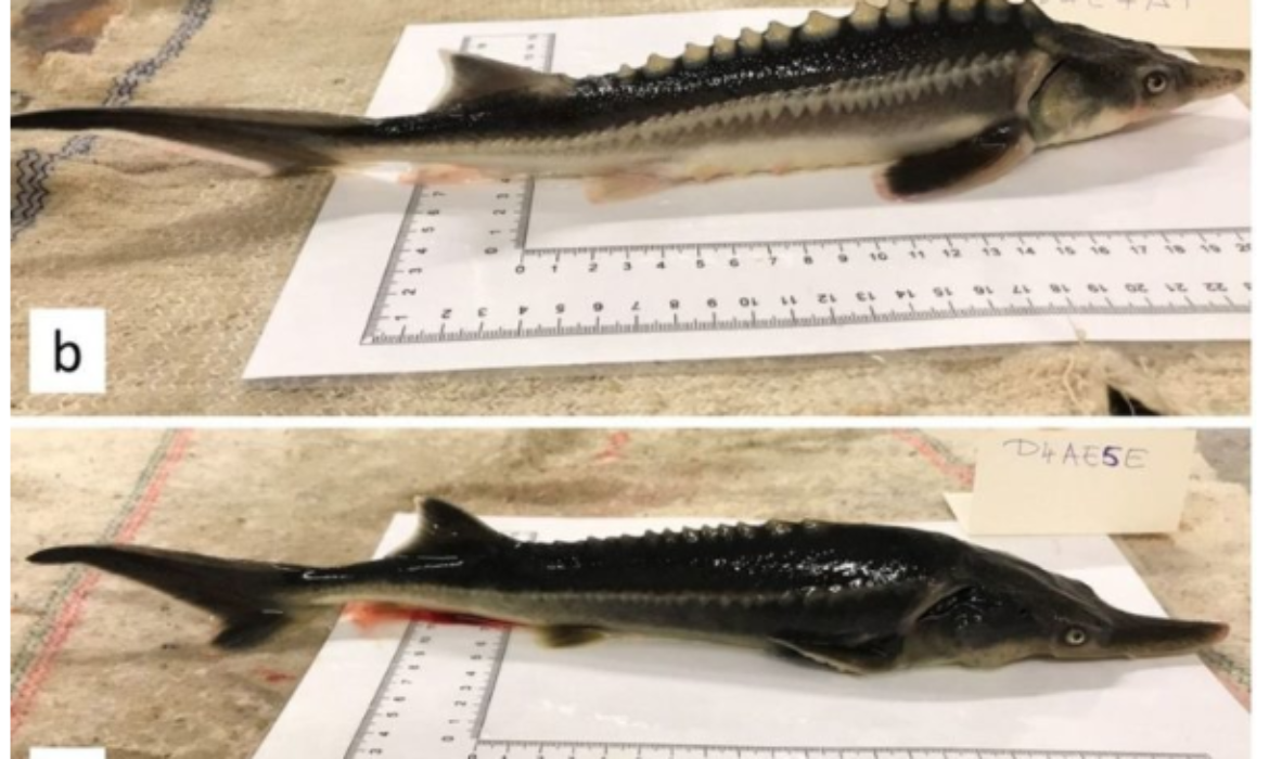 Scientists in Hungary create a new kind of fish by accident.
